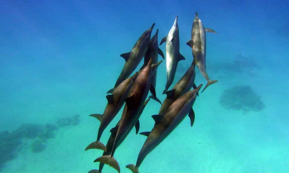 excursion dauphins maurice