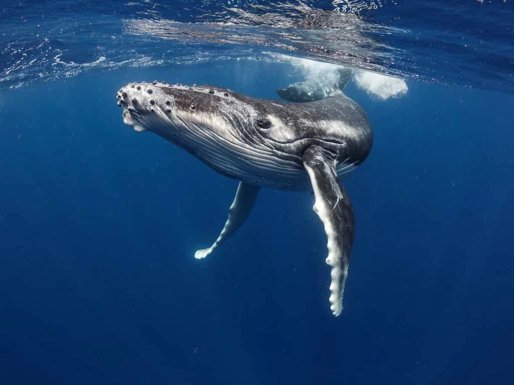 prix nager avec baleine maurice