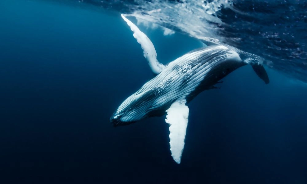 migration des baleines a maurice