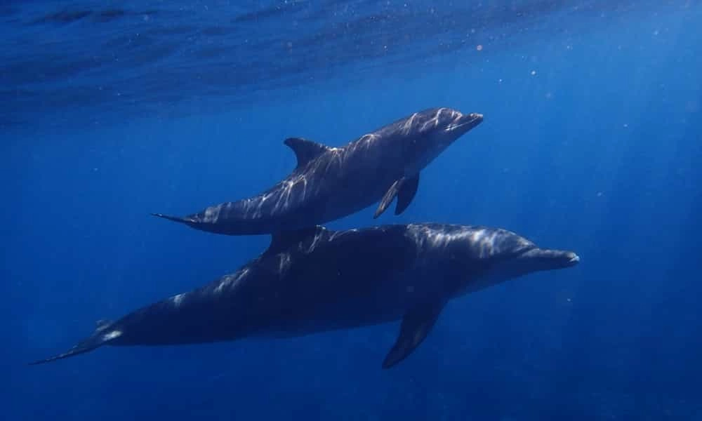 nager avec les dauphins Maurice